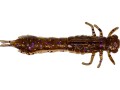 przyneta-westin-odonata-ned-creaturebait-6-5cm-disco-nymph-6027