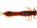 przyneta-westin-odonata-ned-creaturebait-6-5cm-motoroil-moss-6029