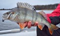przyneta-westin-shadteez-slim-kopyto-5cm-bass-hunter-1g-id-1751