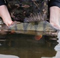 przyneta-westin-shadteez-slim-kopyto-5cm-bass-hunter-1g-id-1751
