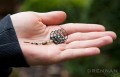 drennan-koszyk-zanetowy-oval-cage-feeder-micro-10g-482