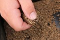 drennan-koszyk-zanetowy-pellet-feeder-35g-medium-487